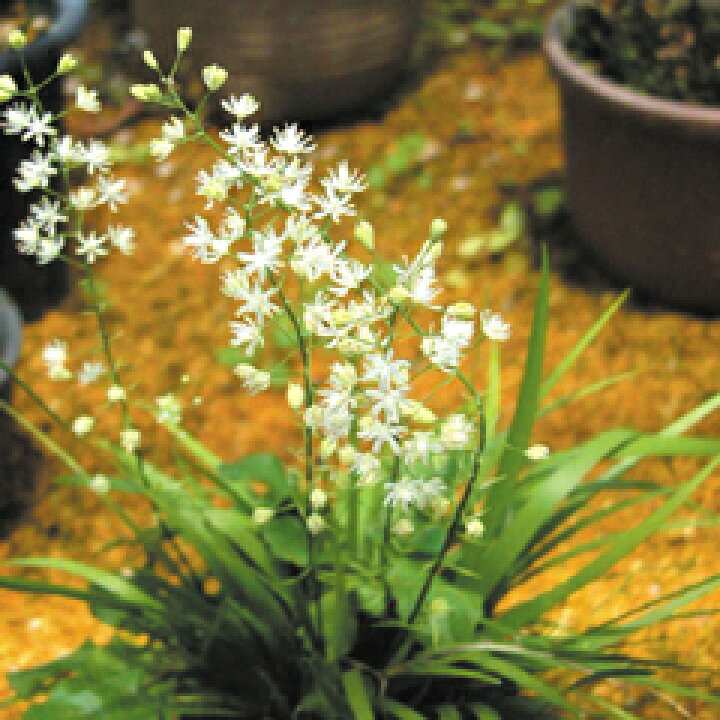 楽天市場 山野草 野州ハナセキショウ 四国ガーデン楽天市場支店