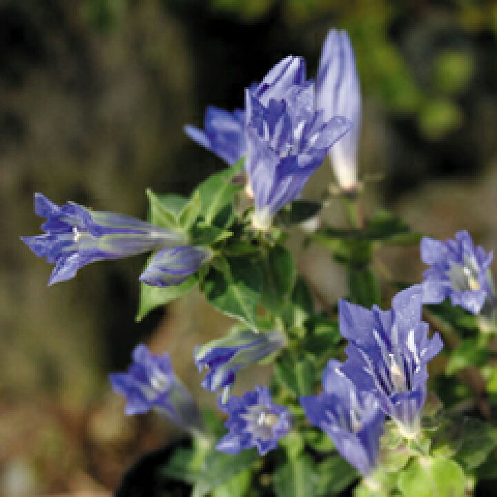 165円 SALENEW大人気! 山野草苗 リンドウ紫花実生苗 165円 SALENEW大人気! 山野草苗 リンドウ紫花実生苗