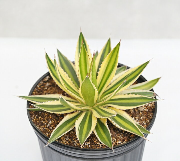 SALE/85%OFF】 アガベ ローファンサ 多肉植物 アガベ ロファンサ スプレンディダ 抜き苗 ロファンタ