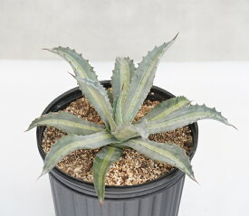 アガベ・エクスパンサ中斑　大株　※7号規格　抜き苗