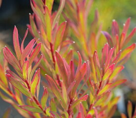 リューカデンドロン「ジョリージョーカー」　4号ロングポット