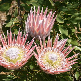 プロテア・シナロイデス「スプリング」 3号ロングポット