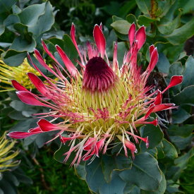 プロテア・エキシミア　4号ロングポット