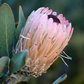 プロテア・ロリフォリア　3号ロングポット