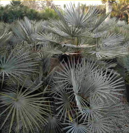 チャメロプス・フミリス・セリフェラ　3.5号鉢