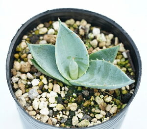 アガベ・パリー・トルンカータ 2号ロングポット