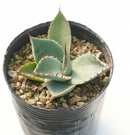 アガベ・パリー・フワチューケンシス（ホーチエンシス）　2号ロングポット