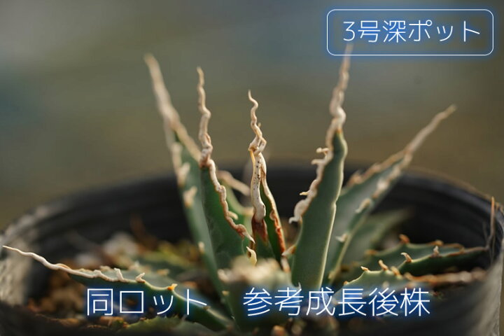 楽天市場】アガベ・ユタエンシス「エボリスピナ」 2号ロングポット 