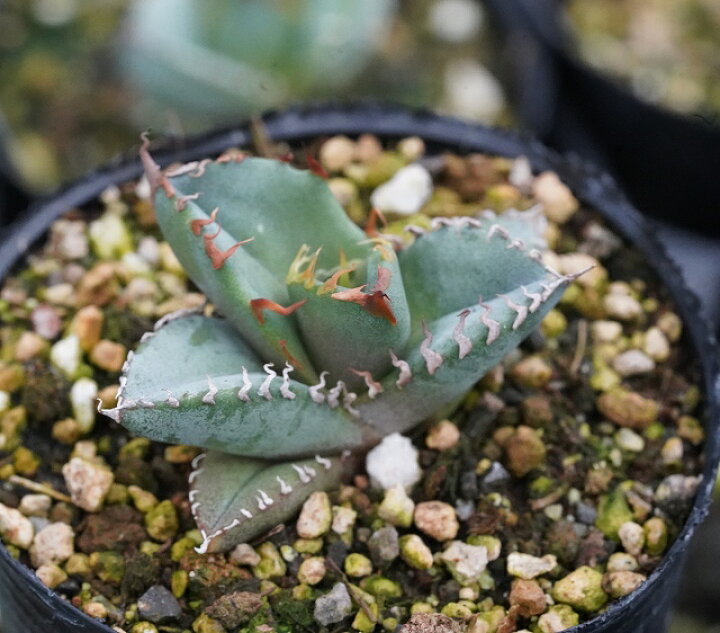 楽天市場】アガベ・チタノタ「ブルー」実生株 コンパクトフォーム特選  