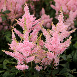 宿根草 ヒューケラの通販 価格比較 価格 Com