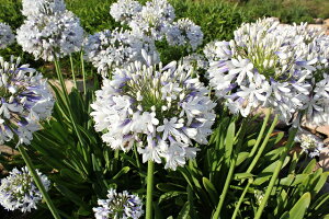 アガパンサス 苗の人気商品 通販 価格比較 価格 Com