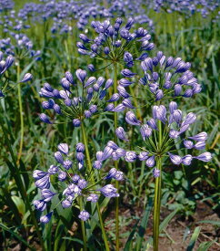 楽天市場 アガパンサスの通販