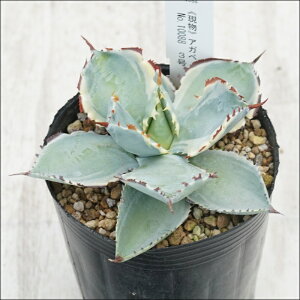 stAKx@JugKjс@I@No.10088@3