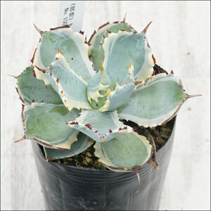 stAKx@JugKjс@I@No.10090@3