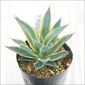 stAKx@TO[@I@No.10094@4