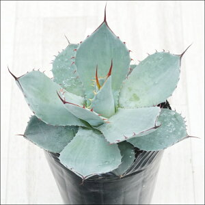 stAKx@p[gJ[^@N@I@No.10101@4