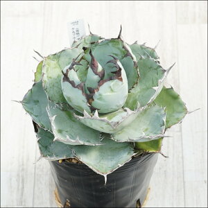 stAKx@`^m^@ubNu[@ɏ㊔@No.10105@5