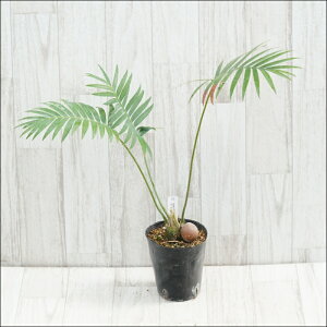 stfBI[@XskT@I@No.10108@4