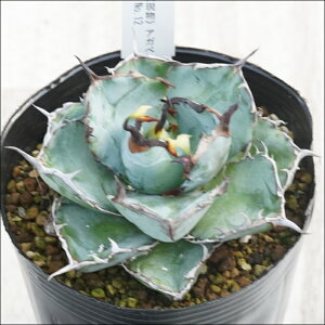 stAKׁ@`^m^@ubNu[@RpNg@I@No.12@4