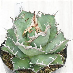 stAKׁ@`^m^@MTiV[U[j@I@No.20@4