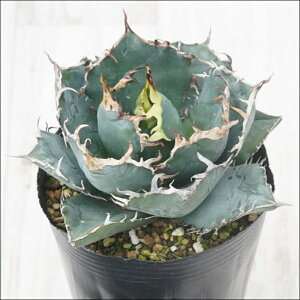 stAKׁ@`^m^@~@No.70@4