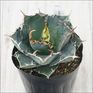 stAKׁ@`^m^@~@No.71@4