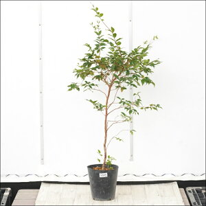 �s�����t�W���{�`�J�o�@����90cm�@�l�G�Ȃ����@No.888�@7��