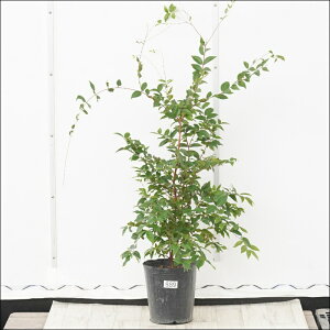 �s�����t�W���{�`�J�o�@����80cm�@�l�G�Ȃ����@No.889�@7��