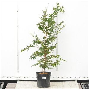 �s�����t�W���{�`�J�o�@����100cm�@�l�G�Ȃ����@No.891�@7��