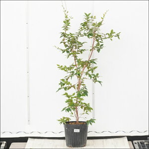 �s�����t�W���{�`�J�o�@����100cm�@�l�G�Ȃ����@No.892�@7��