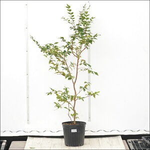 �s�����t�W���{�`�J�o�@����110cm�@�l�G�Ȃ����@No.893�@���J�Ԏ��т��芔�@7��