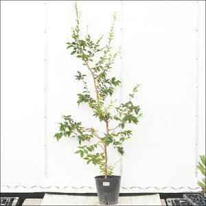 �s�����t�W���{�`�J�o�@����130cm�@�l�G�Ȃ����@No.894�@���J�Ԏ��т��芔�@7��