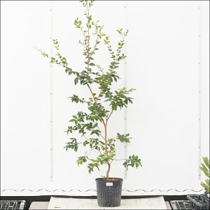 �s�����t�W���{�`�J�o�@����140cm�@�l�G�Ȃ����@No.895�@7��