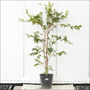 �s�����t�W���{�`�J�o�@����130cm�@�l�G�Ȃ����@No.896�@8��