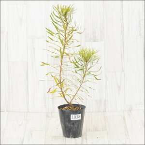 stoNVA@Xsk[T@No.1038@4