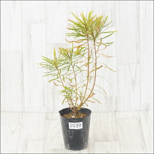 stoNVA@Xsk[T@No.1039@4