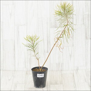 stoNVA@Xsk[T@No.1040@4