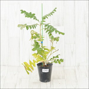 stoNVA@OfBX@No.1041@4