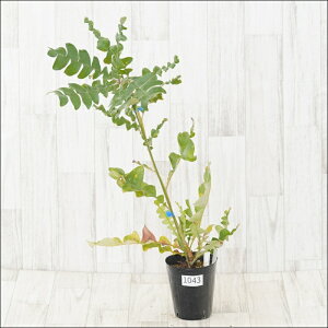 stoNVA@OfBX@No.1043@4