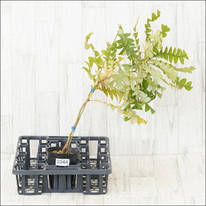 stoNVA@OfBX@No.1044@4