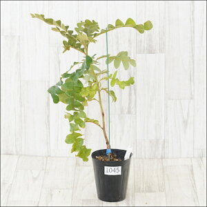 stoNVA@OfBX@No.1045@4