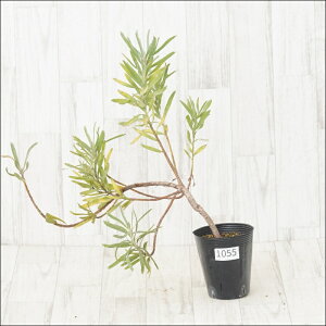 sEԉtt[RXy}@ufB[@No.1055@4