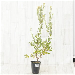 stoNVA@vG[T@CG[@No.1068@4