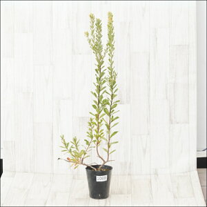 stoNVA@vG[T@CG[@No.1069@4