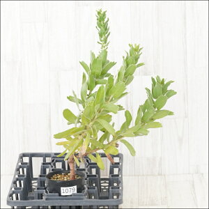 st[RXy}@nCS[h@No.1079@4