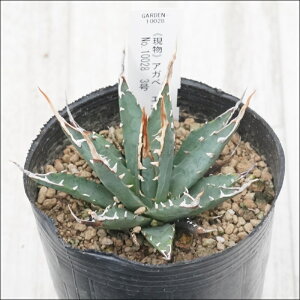 stAKx@G{Xsi@z@AC{[XpC@I@No.10028@3