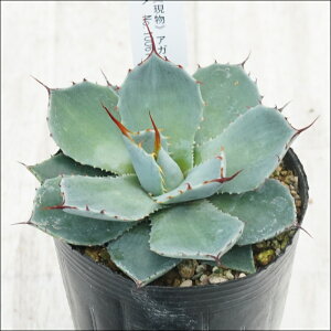 stAKx@p[gJ[^@N@JtXpC@I@No.10061@3