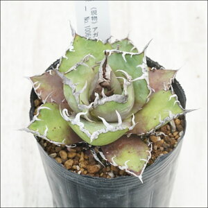 stAKx@`^m^@V[U[@AeB[N@I@No.10064@3