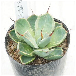 stAKx@p[gJ[^uCXg[Nv@I@No.10071@3