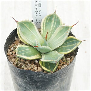 stAKx@p[gJ[^uCXg[Nv@I@No.10074@3